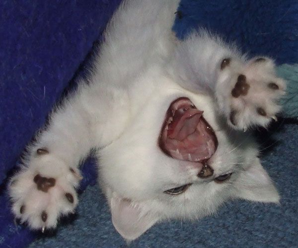 Константин Сорокин