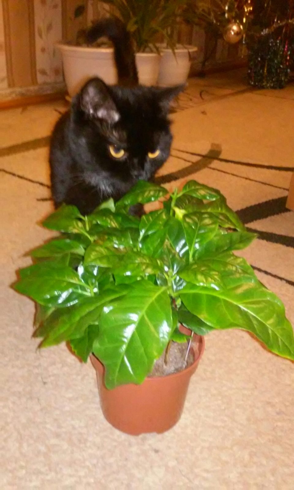 Любовь Чугунова