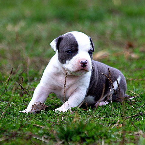 Ульяна Готовцеа