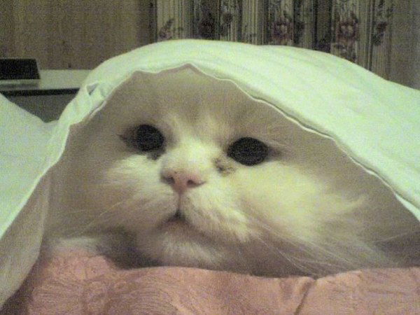 Вячеслав Тютвин