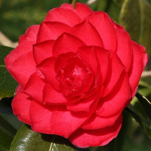 Асылгул Айдарова