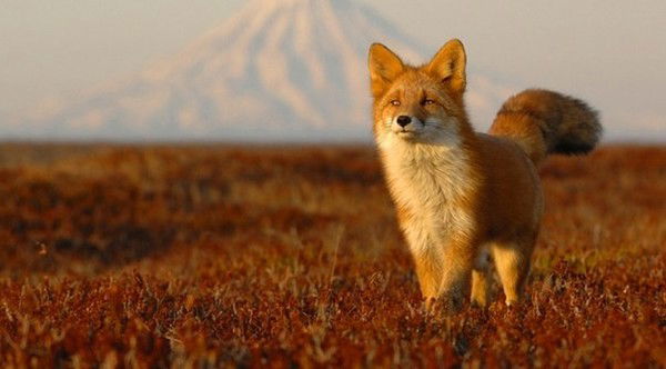 Юнона Авоськина