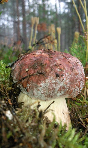 Евгений Михайлов