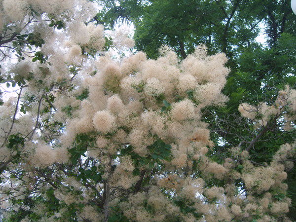 Ирина Дубинская