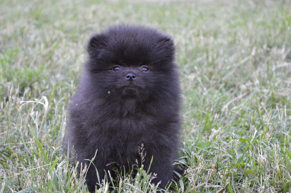 Дмитрий Васильев