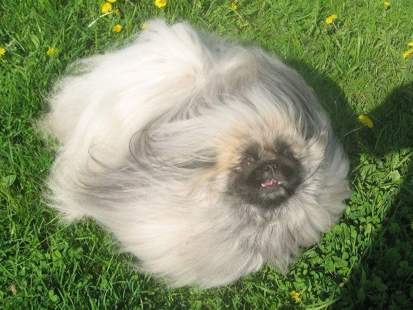 Елена Субботина