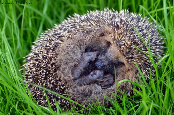 Алина Балакина