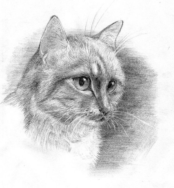 Анастасия Пенкина