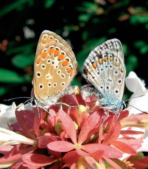 Светлана Хмелевская