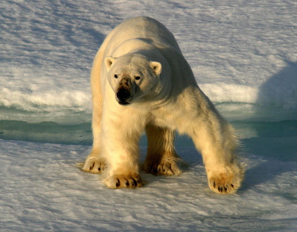 Сергей Олейник