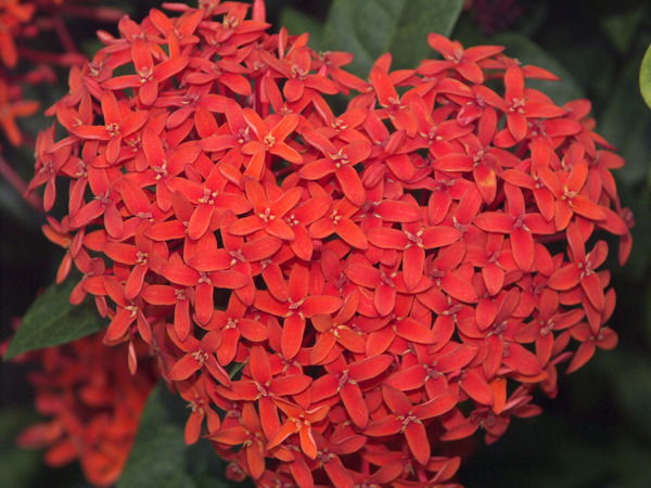 Марита Баринова