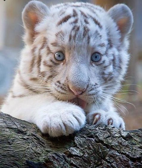 Сергей Кальченко