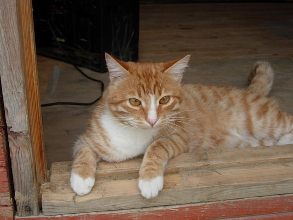 Сергей Коржов