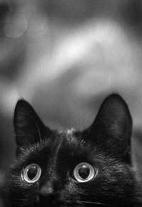 Оксана Шамаева