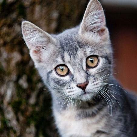 Мир Несокрушимый