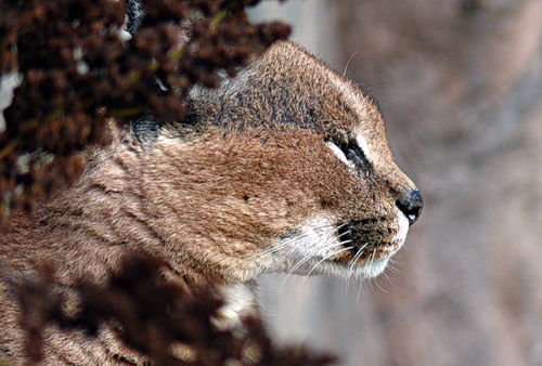Евгения Гордеева