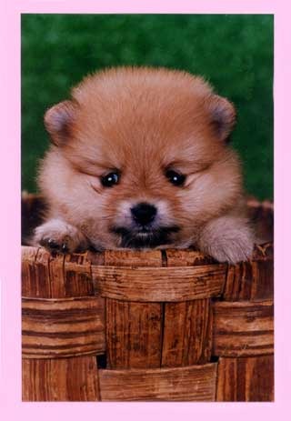 Ирина Лебедева