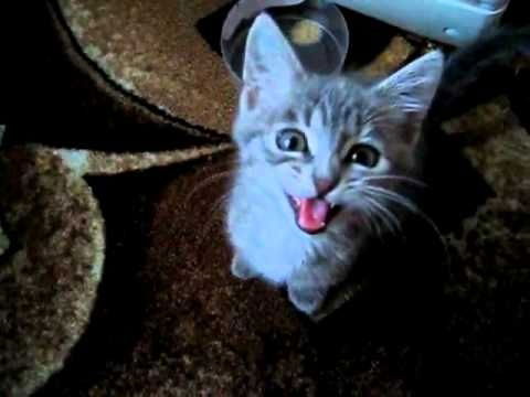 Мариночка Долго Мяукоет