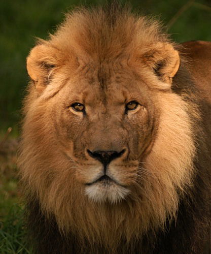 Nadin .................