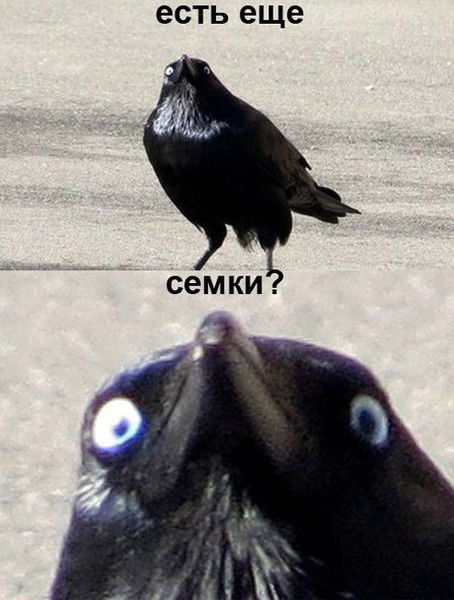 Дмитрий Семашкин