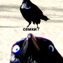 Дмитрий Семашкин