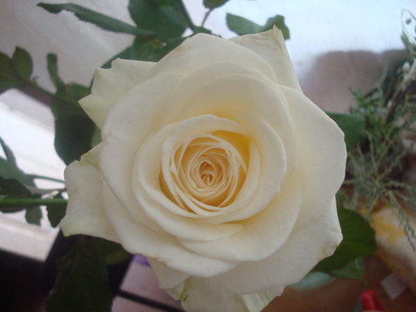 Александра Иванова