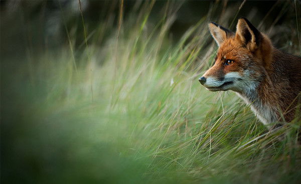 Александр Задорожнюк