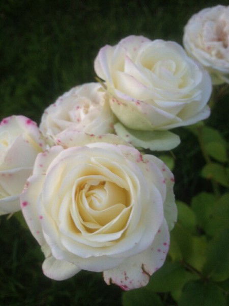 Лейла Мамедова