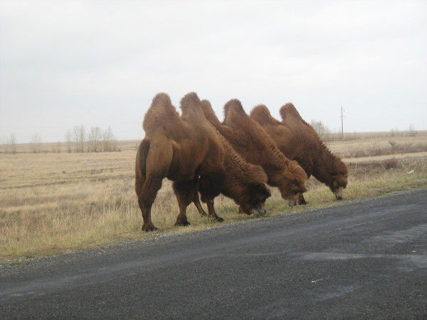 Айдана Темирханова