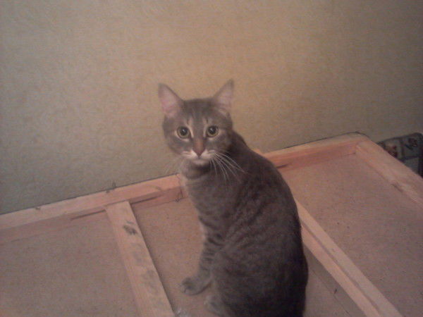 Михаил Гудков