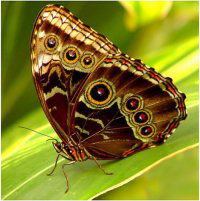 Ирина Морозова