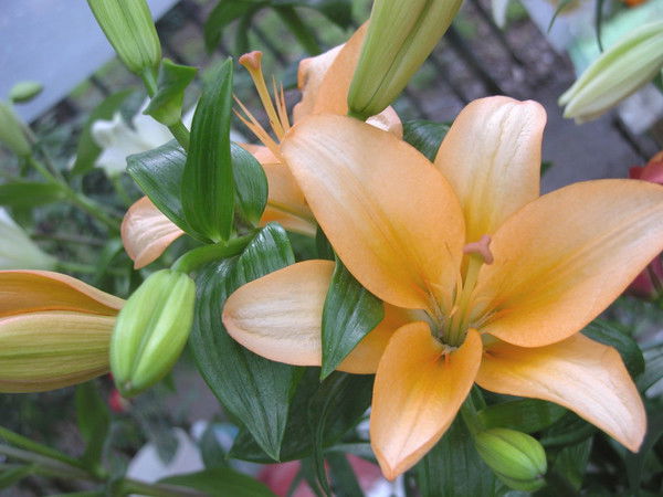 Наталья Скосарева (Зубовская)