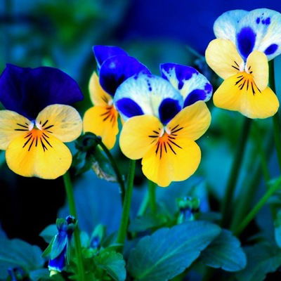 Лиля Корсикова