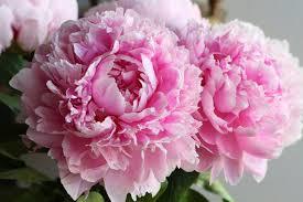 Нагима Касенова