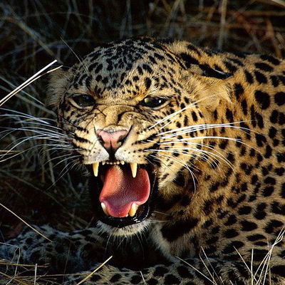 Лебедева Анжелика