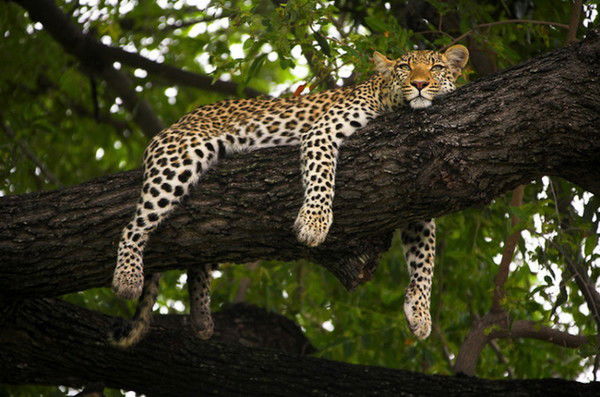 Адиль Джумабаев