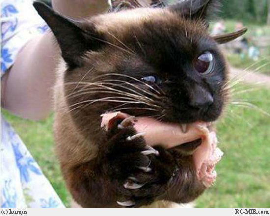 Павел Корчемкин