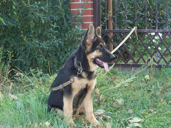 Илья Никитин