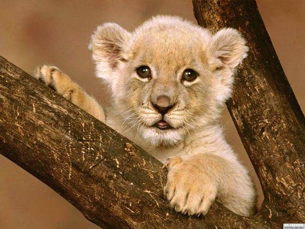 Шолпан Балтабек Кызы