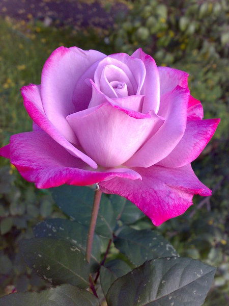 Юлия Зоткина