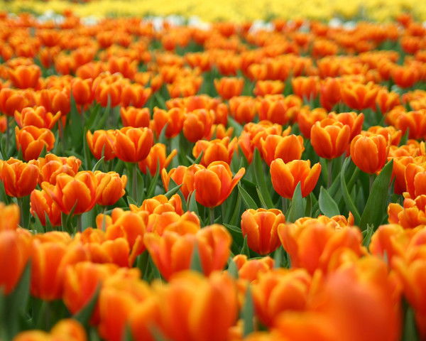 Наталья Воронкова