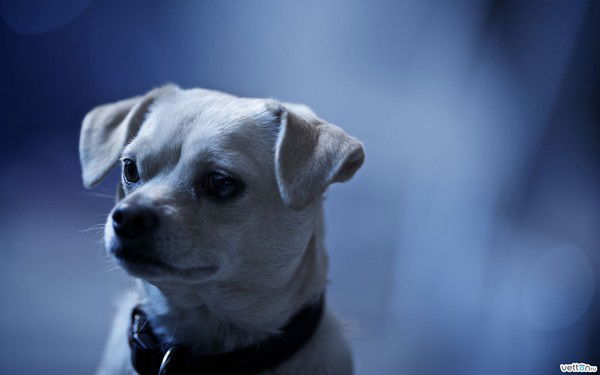 Александр Горбатов