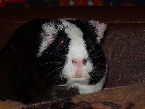 Любовь Абрамова