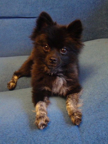 Андрей Шипилов