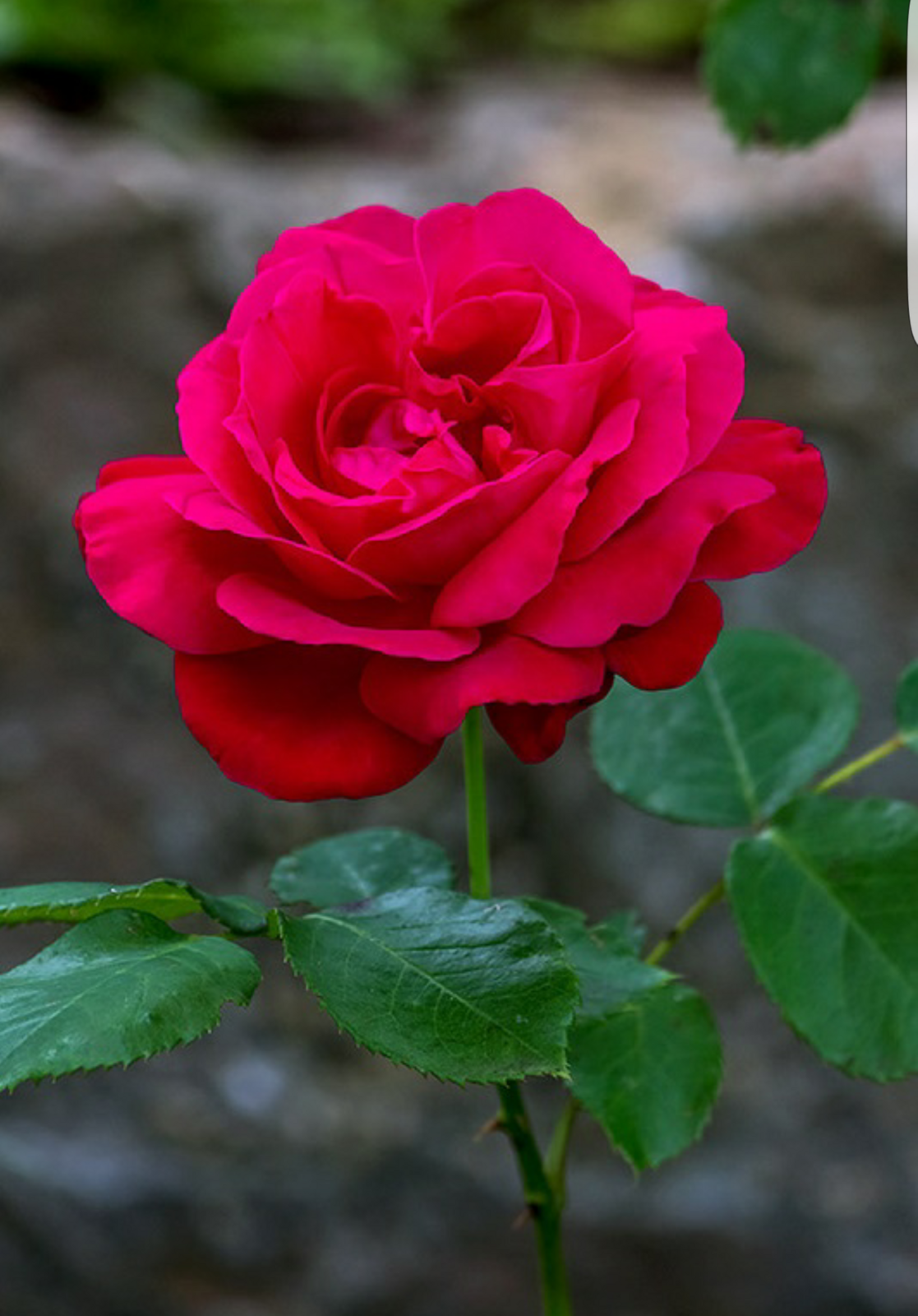 Жанар Уайсова