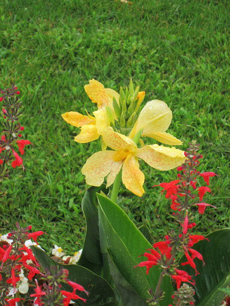 Наталья Свистунова