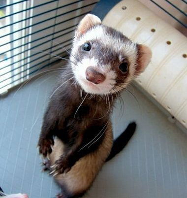 Екатерина Кривошеева