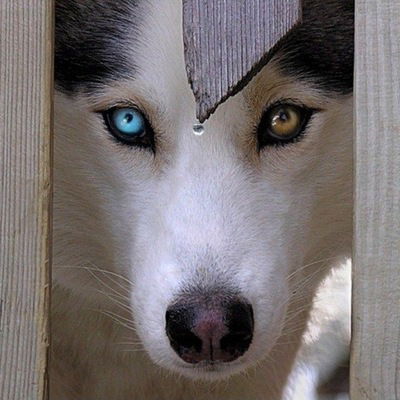 Света Бобкова