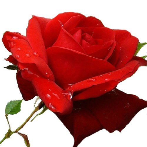 Турсынай Тлеубергенова