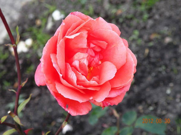 Валя Жукова